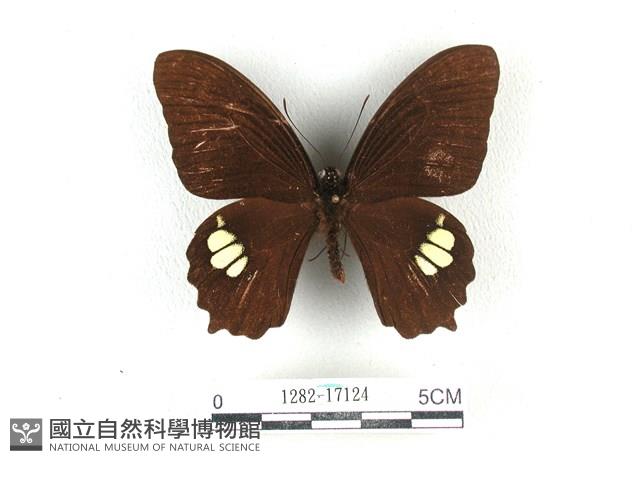 無尾白紋鳳蝶藏品圖，第1張