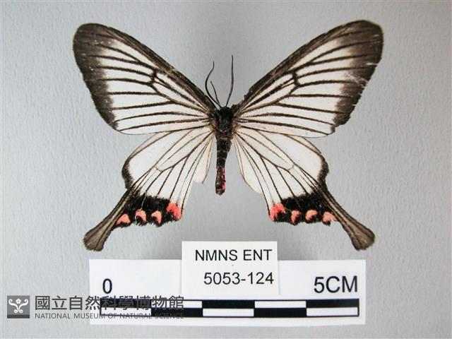 松村氏淺翅鳳蛾藏品圖，第1張