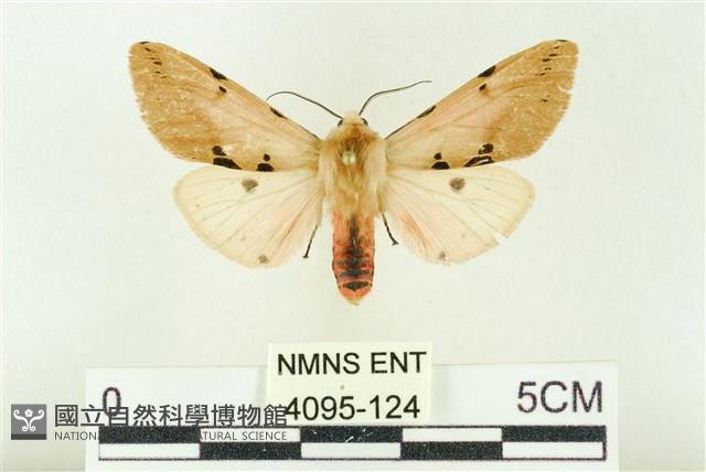 棍棒污燈蛾藏品圖，第1張