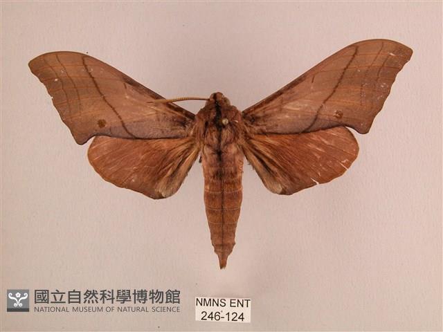 直翅六點天蛾藏品圖，第1張