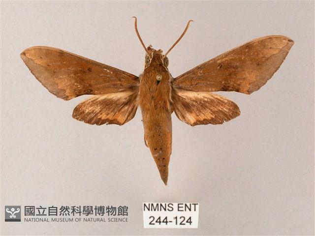 臺灣白肩天蛾藏品圖，第1張