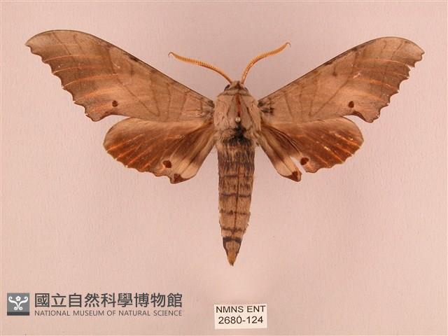 栗六點天蛾藏品圖，第1張