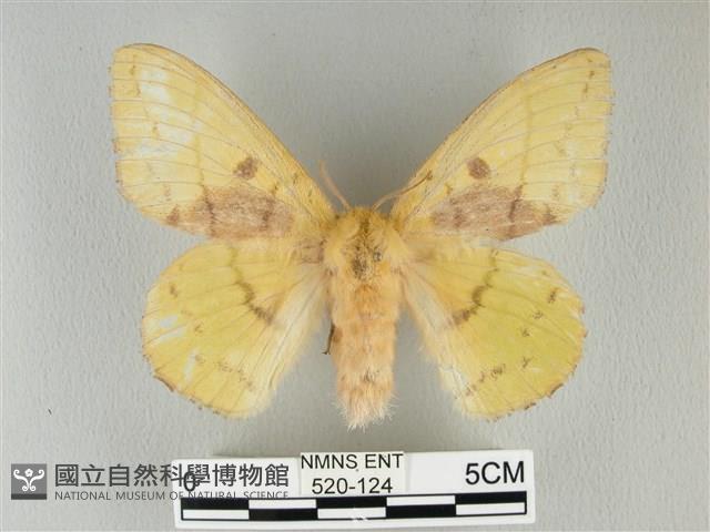 青枯葉蛾藏品圖，第1張