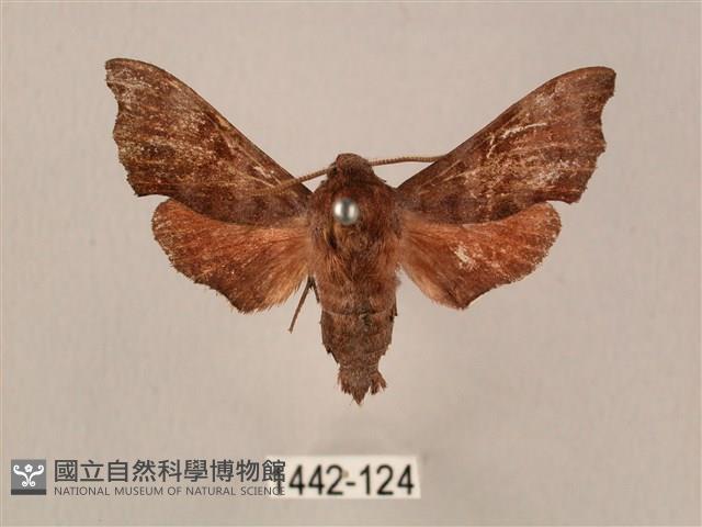 楓天蛾藏品圖，第1張