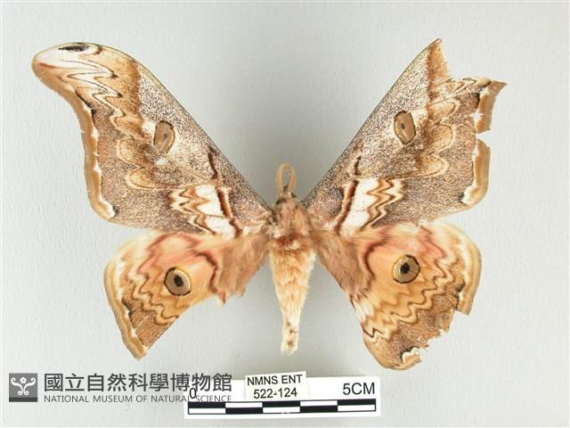 大綠目天蠶蛾藏品圖，第1張