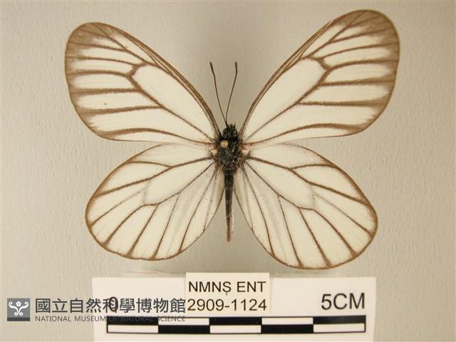 白絹粉蝶藏品圖，第1張