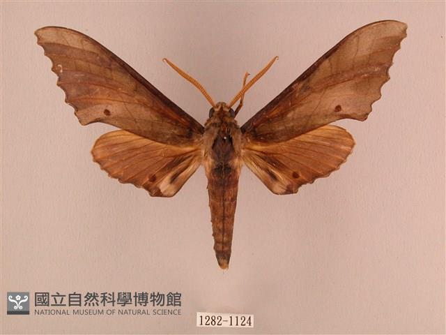 栗六點天蛾藏品圖，第1張