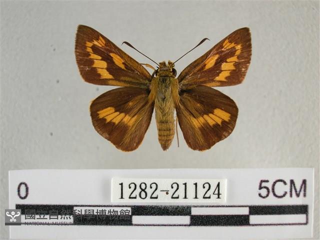 竹橙斑弄蝶藏品圖，第1張