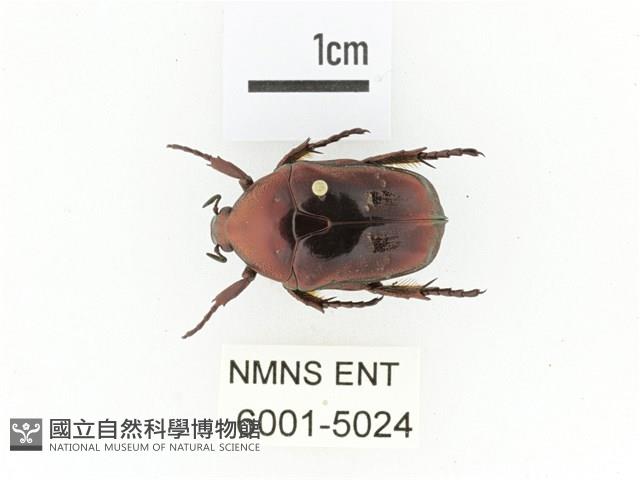 紫艷白點花金龜藏品圖，第1張