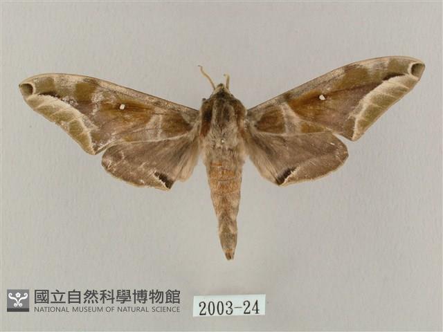 白點天蛾 藏品圖，第1張