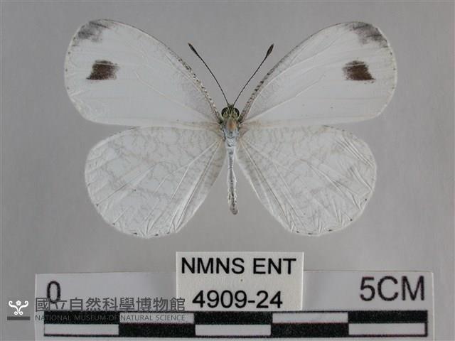 纖粉蝶藏品圖，第1張