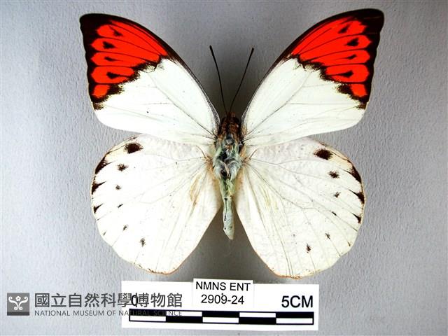 橙端粉蝶、端紅蝶藏品圖，第1張