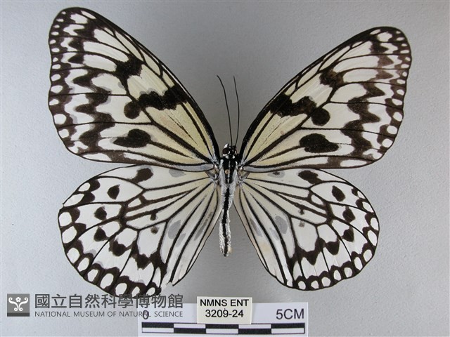 大白斑蝶藏品圖，第1張