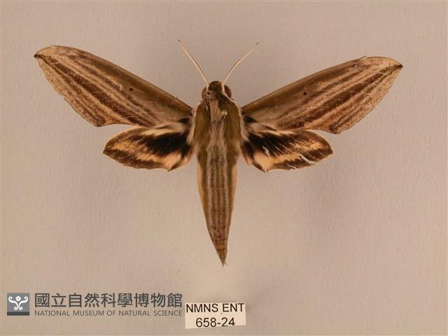 棕綠背線天蛾藏品圖，第1張