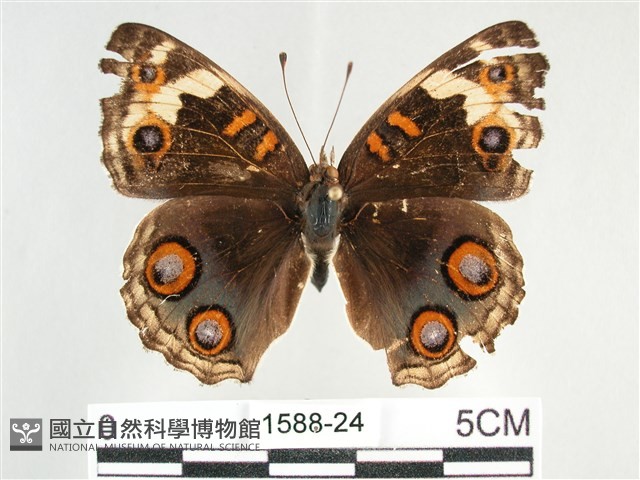 青眼蛺蝶、孔雀青蛺蝶藏品圖，第1張