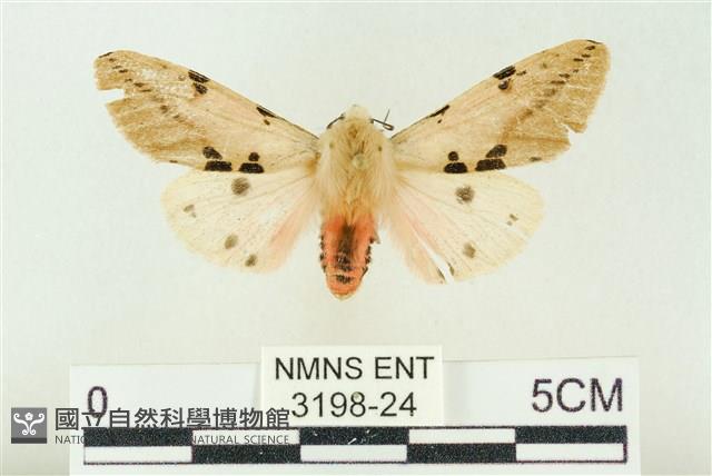 棍棒污燈蛾藏品圖，第1張