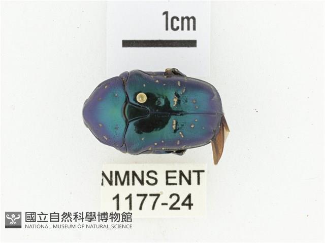 藍艷白點花金龜藏品圖，第1張