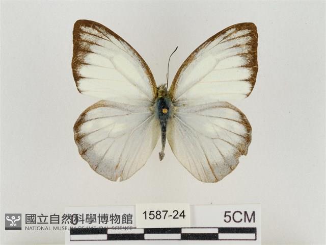 淡褐脈粉蝶藏品圖，第1張