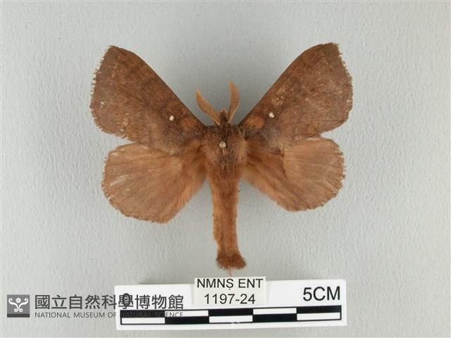 波紋枯葉蛾藏品圖，第1張