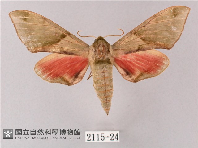 榆綠天蛾藏品圖，第1張