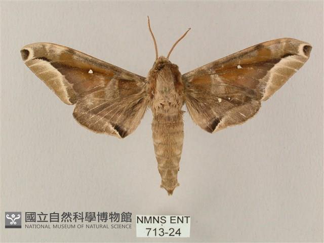 白點天蛾 藏品圖，第1張