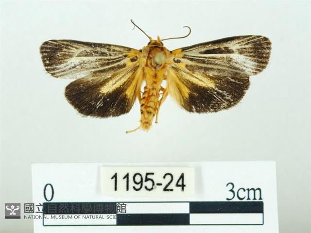 黃肩奇蛾藏品圖，第1張