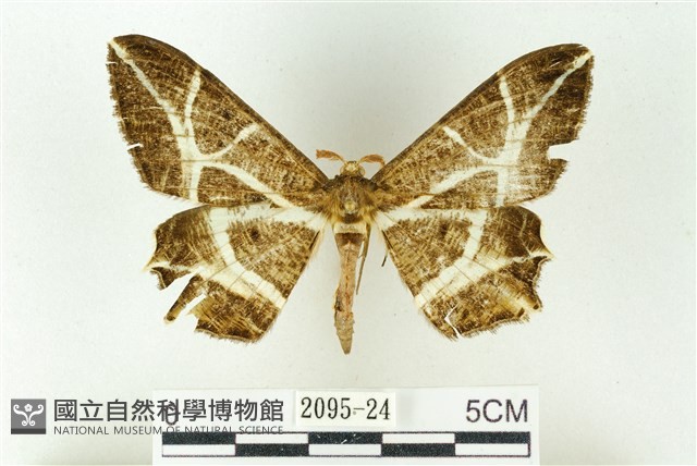 樹形尺蛾藏品圖，第1張