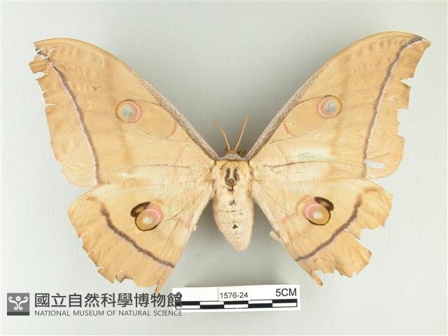 大透目天蠶蛾藏品圖，第1張