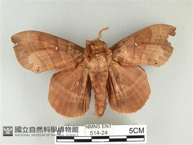 松大毛蟲藏品圖，第1張