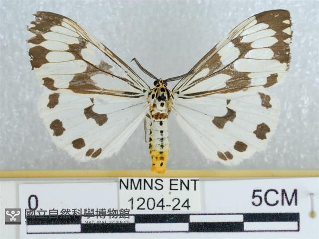 粉蝶燈蛾藏品圖，第1張