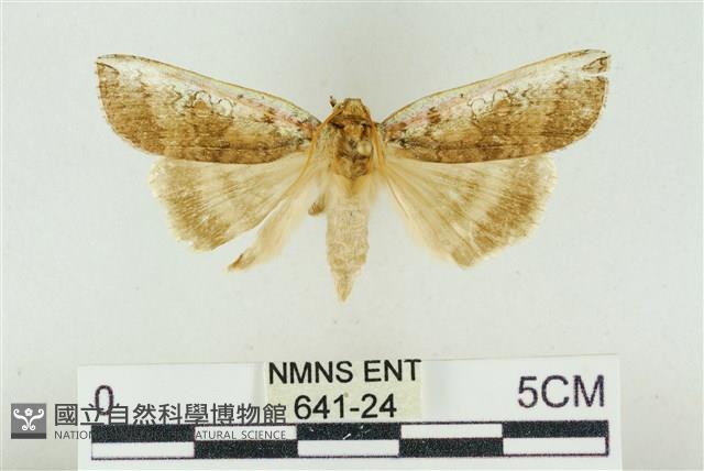 臺洒波紋蛾藏品圖，第1張