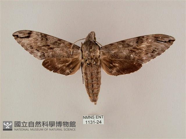 粗斜紋天蛾藏品圖，第1張