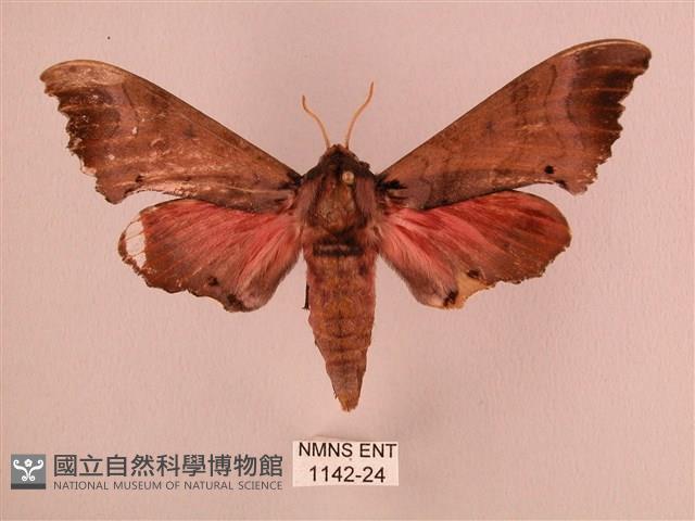 桃紅六點天蛾藏品圖，第1張