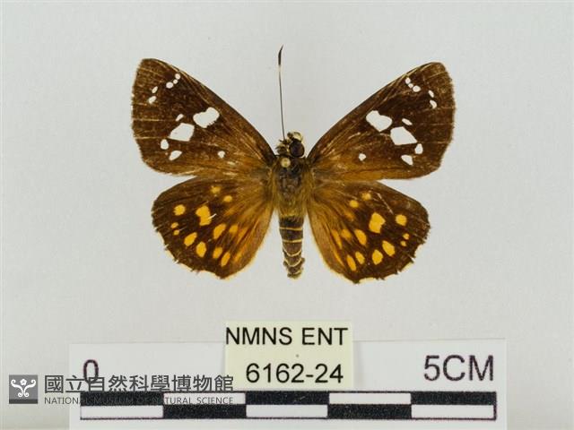 大流星弄蝶藏品圖，第1張