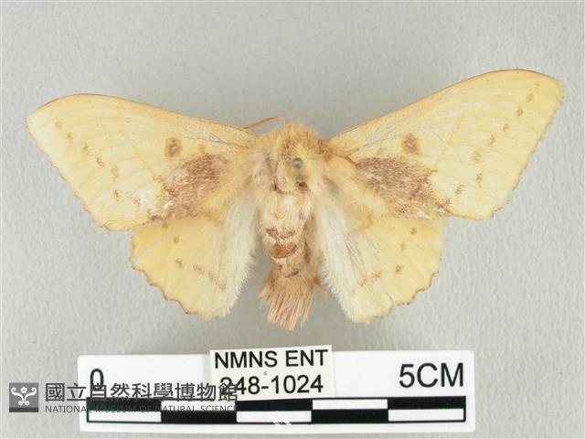 青枯葉蛾藏品圖，第1張