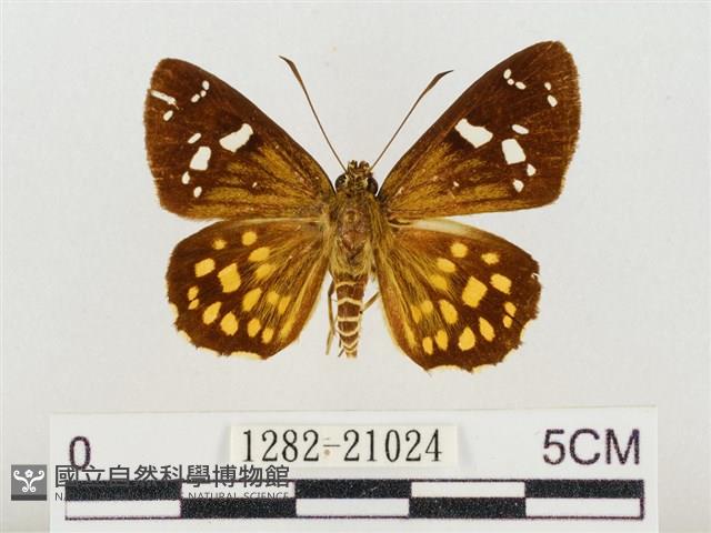 臺灣流星弄蝶藏品圖，第1張