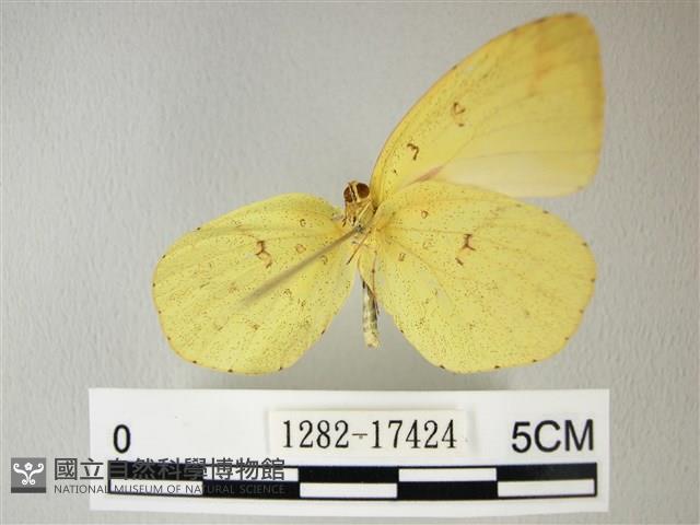 荷氏黃蝶藏品圖，第1張