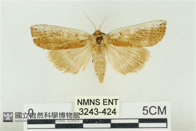 臺洒波紋蛾藏品圖，第1張