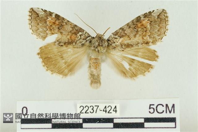 淡紅線波紋蛾藏品圖，第1張