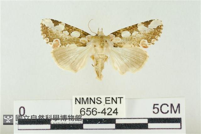 連珠波紋蛾藏品圖，第1張