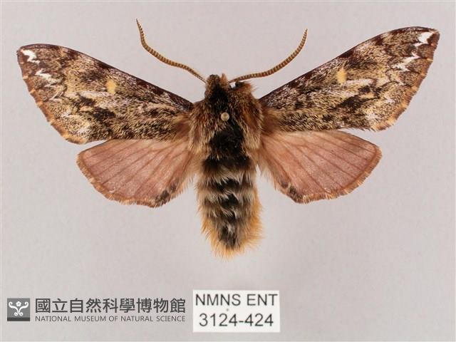 井上氏絨毛天蛾藏品圖，第1張