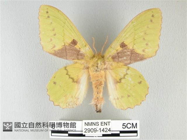 青枯葉蛾藏品圖，第1張