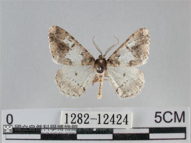 雙峰霜尺蛾藏品圖，第1張