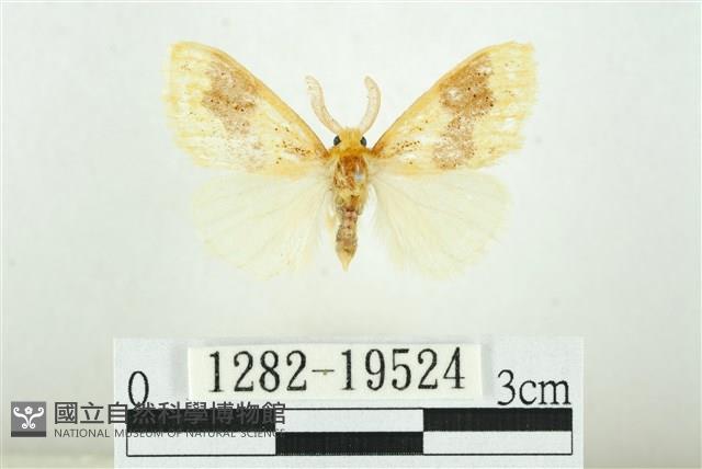 寬紋黃毒蛾藏品圖，第1張