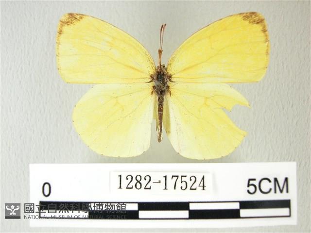 荷氏黃蝶藏品圖，第1張