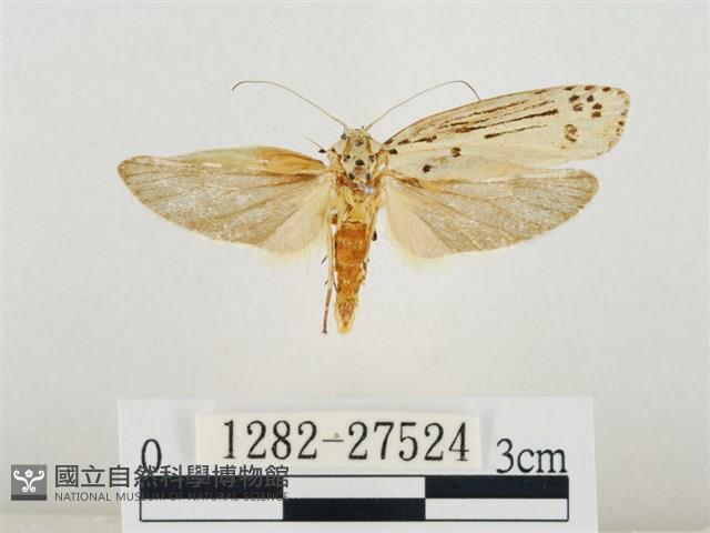 線紋篩蛾藏品圖，第1張