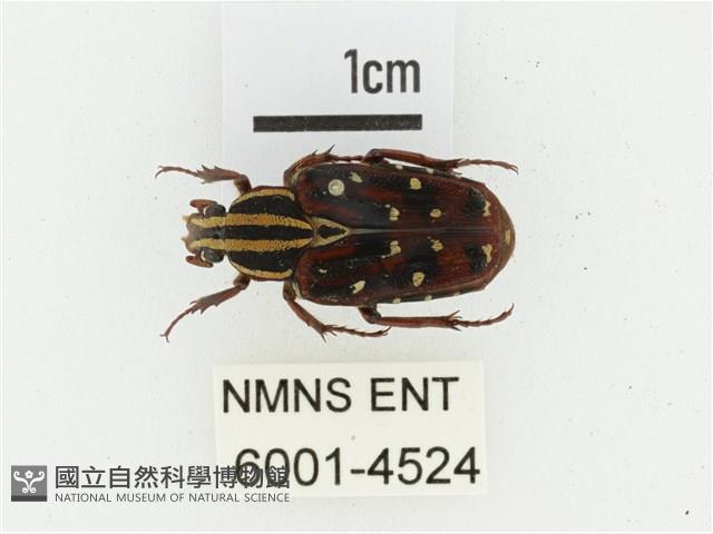 巴蘭陷紋金龜藏品圖，第1張