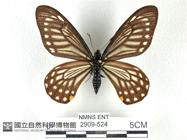 黃星斑鳳蝶藏品圖，第1張