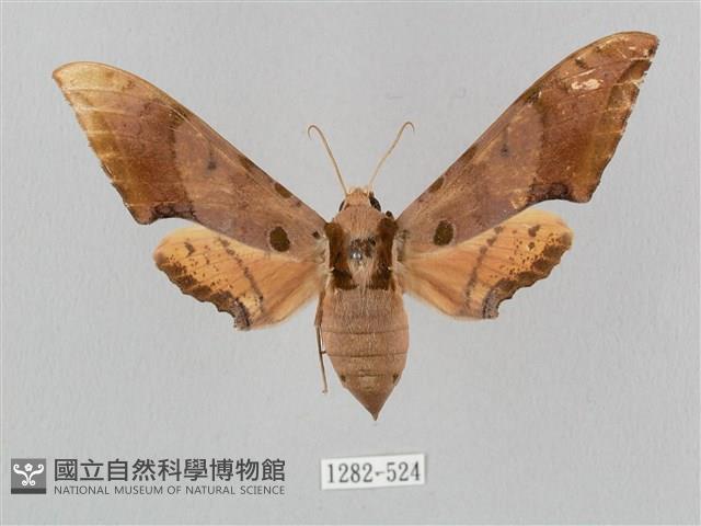 廣東鷹翅天蛾藏品圖，第1張