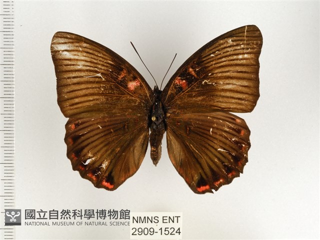 紅玉翠蛺蝶藏品圖，第1張